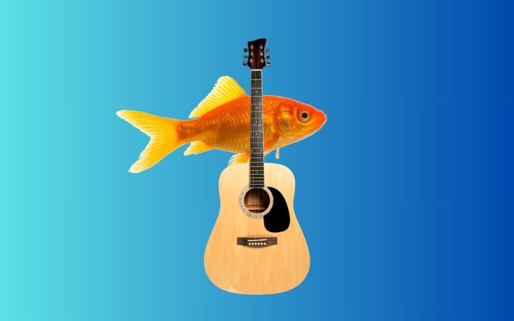 What’s the difference between a guitar and a fish?