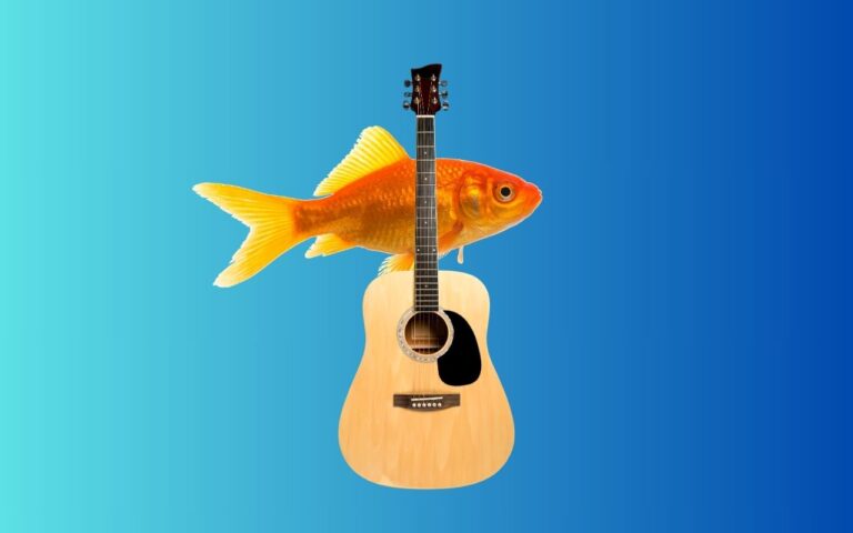 What’s the difference between a guitar and a fish?