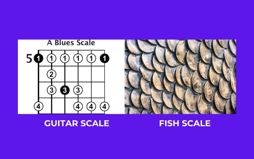 Guitar Scale vs Fish Scale